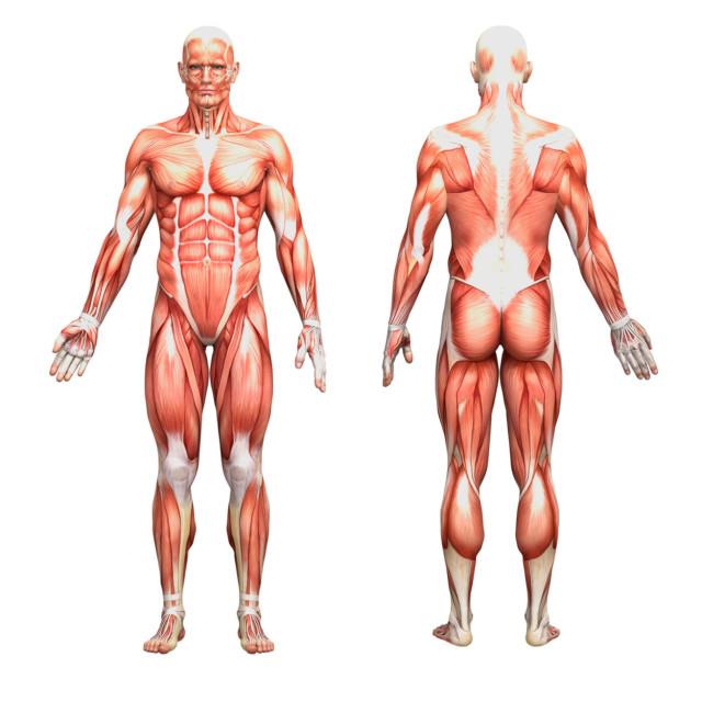 Anatomiske muskelfigurer sett forfra og bakfra